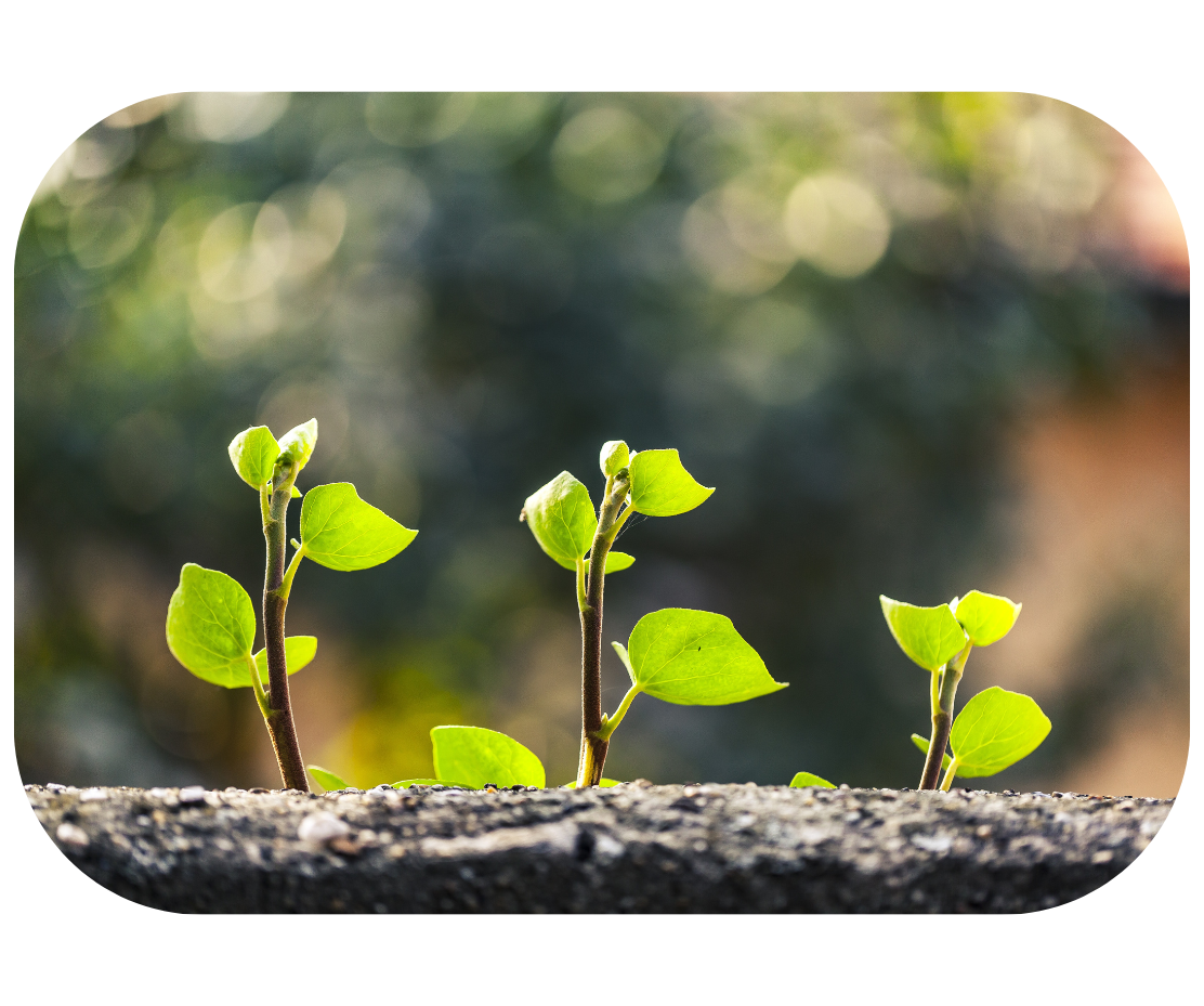 plants sprouting out of log