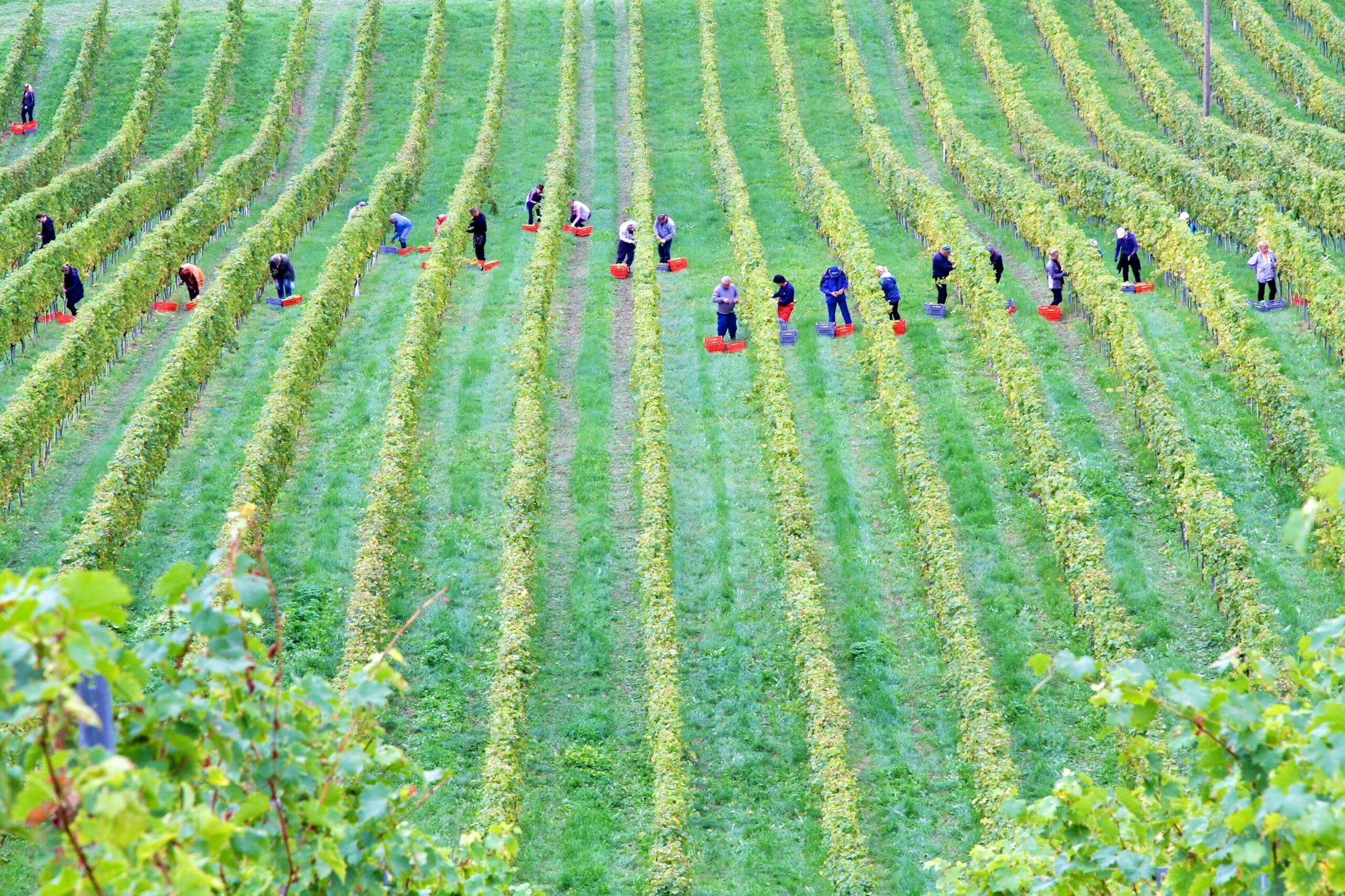 A bright green field in Austria with rows of plants, workers are in a line in the distance, picking produce.