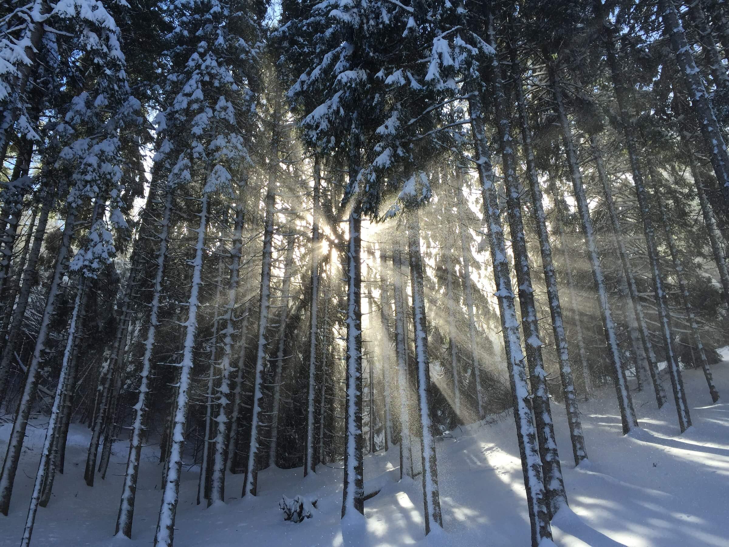 Winter scene of a pine forest. Sunlight streams through the branches. White snow sits on the boughs and covers he ground.