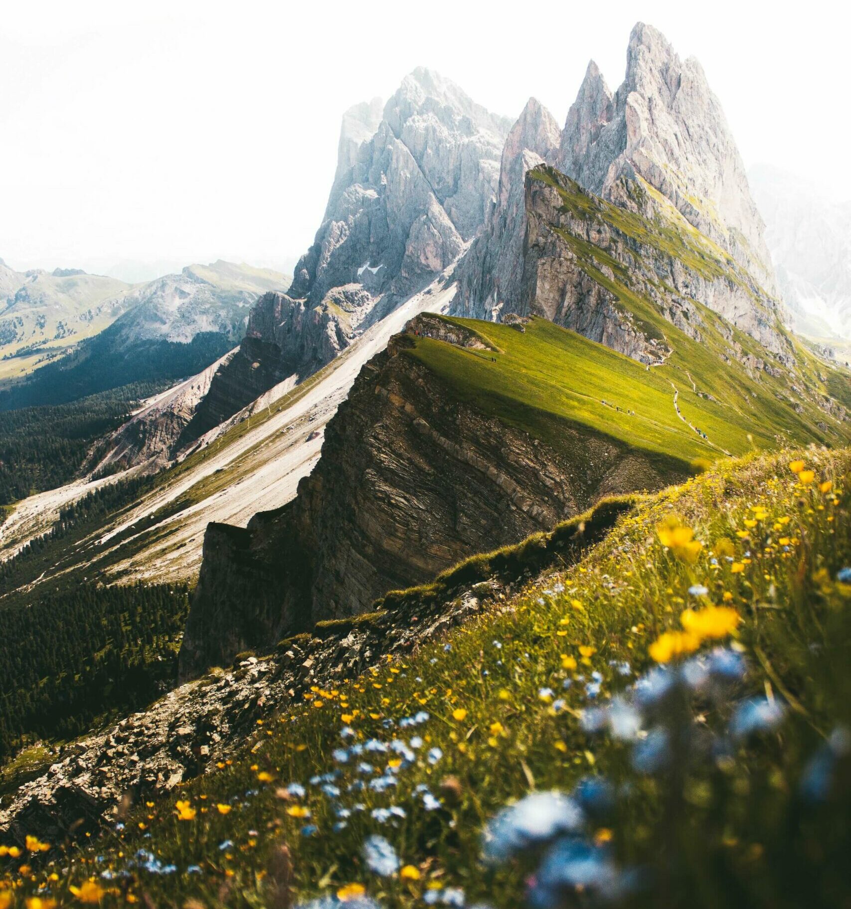 Seceda, Ortisei, Italy, bright green grass, blue and yellow flowers blur in the foreground, green and gray craggy mountainside rises in the background.