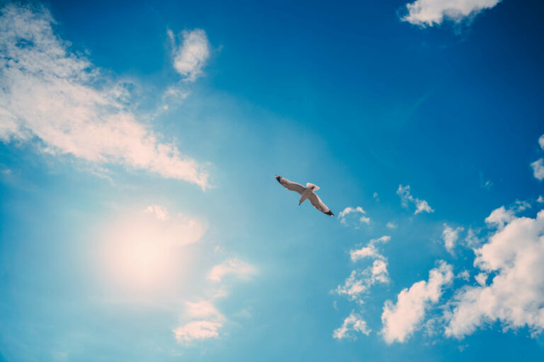 Bright blue sky with white clouds, a white seagull flies through the sky