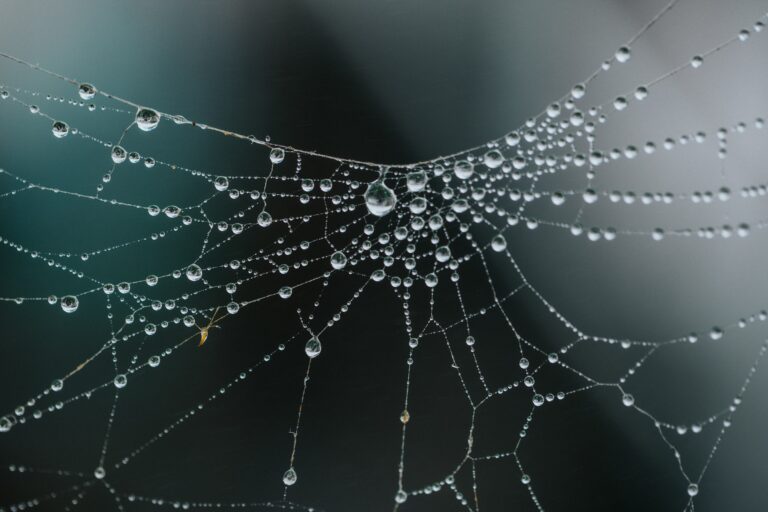 Close-up photo of spider web with rain drops stuck in the fibers.
