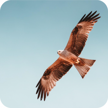 Hawk soaring against light blue sky