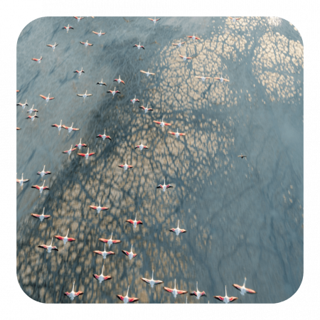 Orange and white geese flying over blue-grey water
